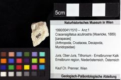 Foto (Objket + Etiketten) von Cracensigillatus acutirostrus (Moericke, 1889) 